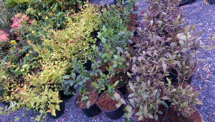 Large Plants and Shrubs