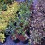 Large Plants and Shrubs Image 5