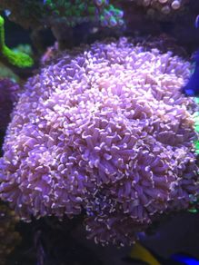 Hammwr Marine Coral