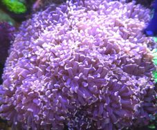 Hammwr Marine Coral