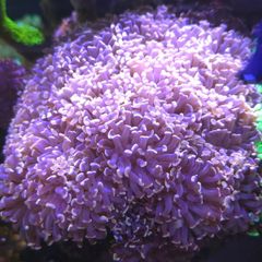 Hammwr Marine Coral