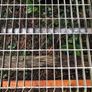 Steel grate and frame Image 4
