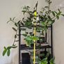 Tradescantia Image 2