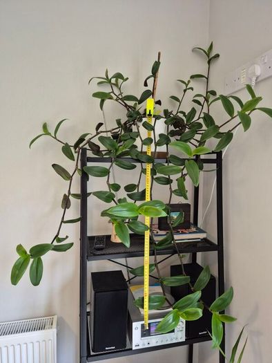 Tradescantia