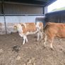 7 organic incalf heifers Image 3