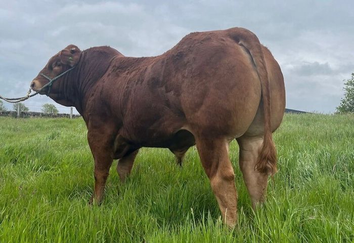Pedigree limousin bull