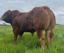Pedigree limousin bull