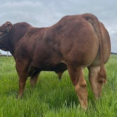 Pedigree limousin bull