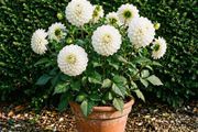 Dhalia Premium Plant SALE