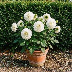 Dhalia Premium Plant SALE