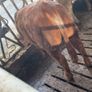 2 breeding  heifers Image 3