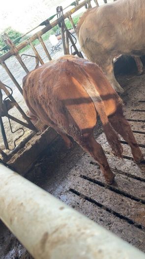 2 breeding  heifers
