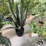 Faux plants Image 4