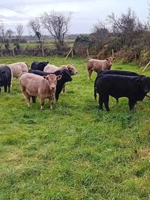 9 Aberdeen angus weanling bulls