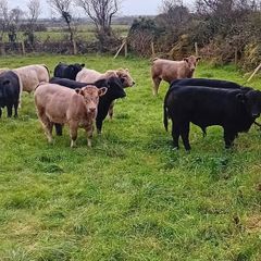 9 Aberdeen angus weanling bulls