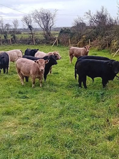 9 Aberdeen angus weanling bulls
