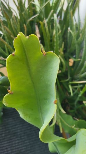 Epiphyllum Cacti. Beautiful rare cactus.