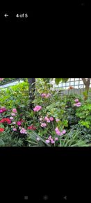garden plants