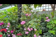 garden plants