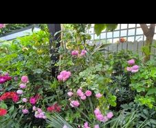 garden plants