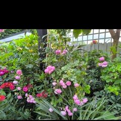 garden plants