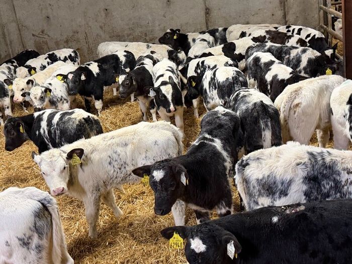 30 Belgian Blue Heifers