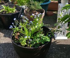 Large Pot with plants 12 euro