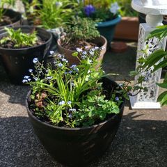 Pot with plants 12 euro