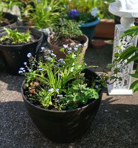 Pot with plants 12 euro