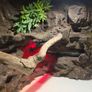 Custom Vivarium Image 3