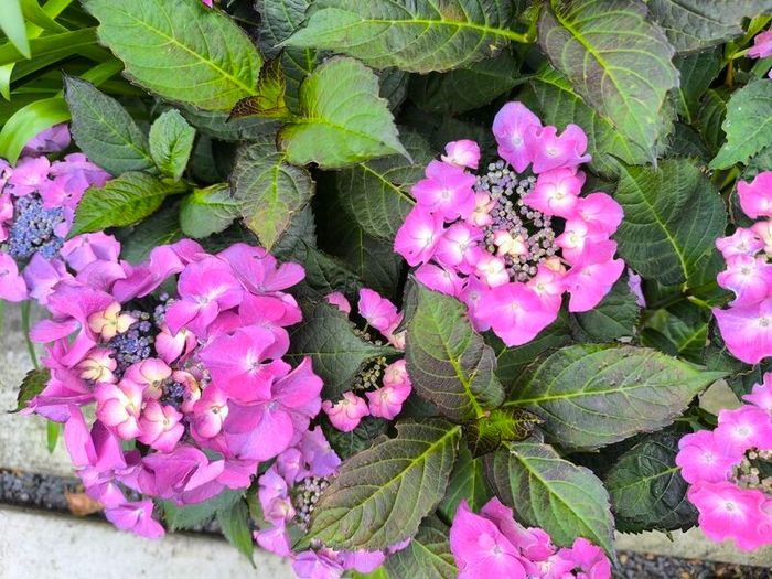 garden plants