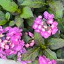 garden plants Image 2