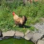 Rooster Image 4
