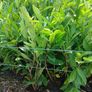 Potted Laurel Hedging Image 8