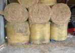 hay