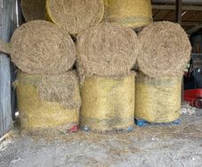 hay