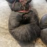 Rare 19th Century Antique SPALDING Leather Boxing Gloves Museum Quality Tag Image 2