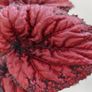 Begonia Image 2