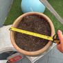 Large plant pot Image 5