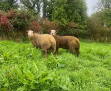 Pedigree Charollais ram lambs