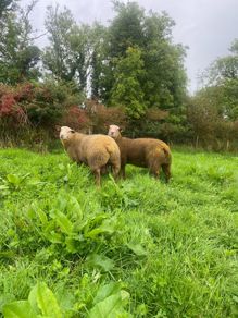 Pedigree Charollais ram lambs