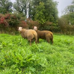 Pedigree Charollais ram lambs
