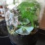 Plant / Garden Terrarium Image 2