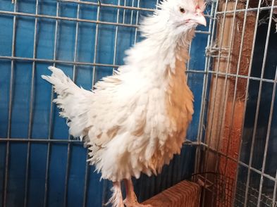 Bantam Cockerels For Sale in Galbally, Limerick from cyborg