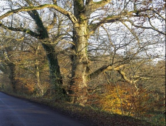 Free Tree Felling & Removal