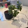 Variegated Kalanchoe plant Image 2