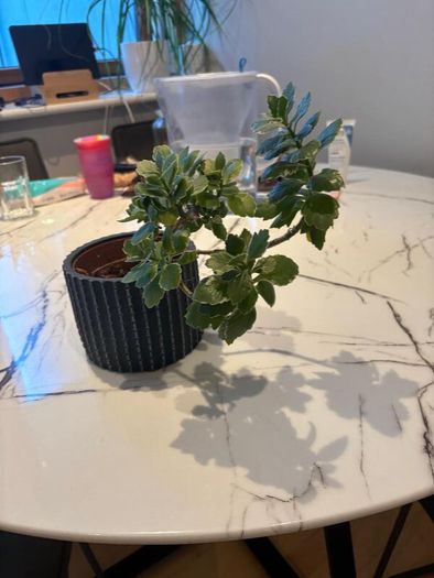 Variegated Kalanchoe plant