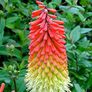 (T) Tritoma Red Hot Poker Seeds 0.3g (883737) Image 3
