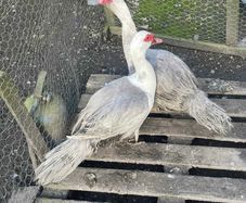 Muscovy drakes