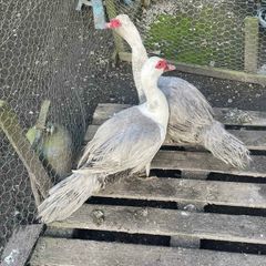 Muscovy drakes